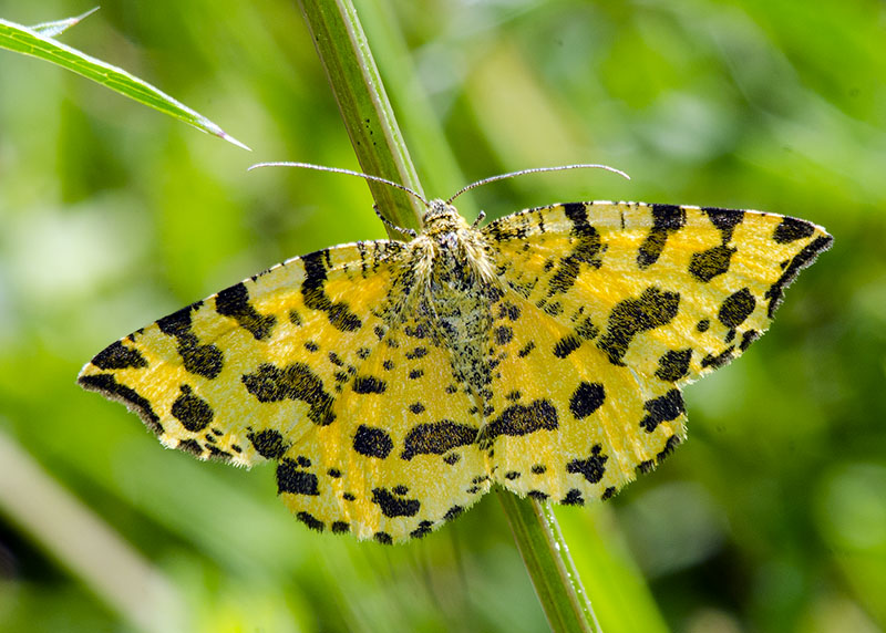 Pseudopanthera macularia, Geometridae